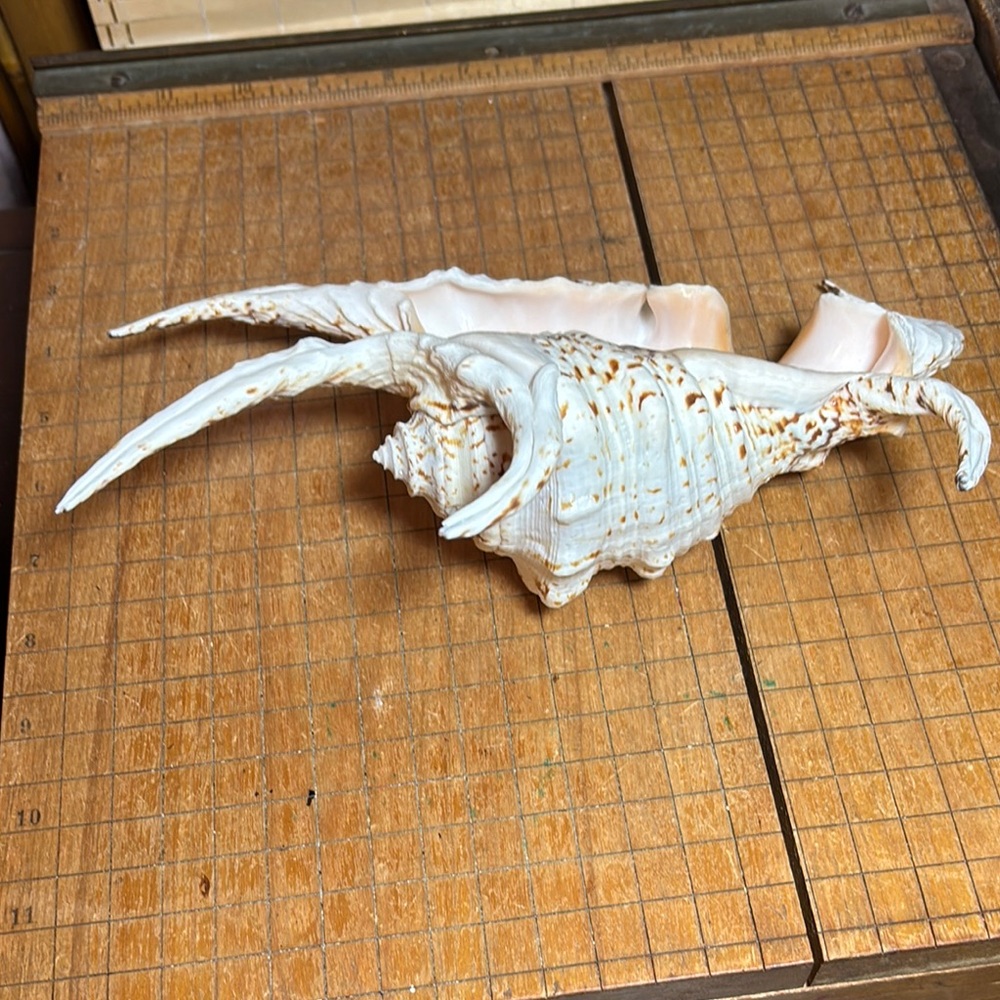 Spider Conch Natural White Brown Shell 10”Lx6.5”Wx2.75”H Beach Bath 11.4oz - Picture 10 of 17